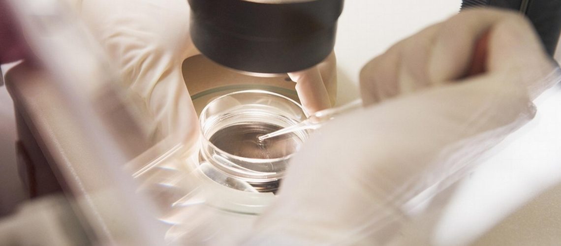 fertilização in vitro